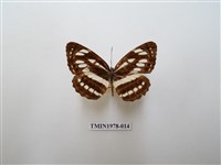 藏品(豆環蛺蝶)的圖片